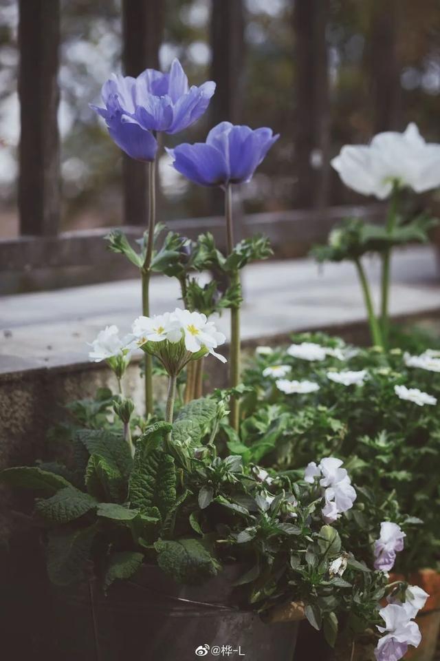 霜雪未尽悄然开，生机盎然报春来