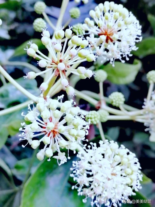 美丽的八角金盘花，花朵更加靓丽迷人，优雅别致