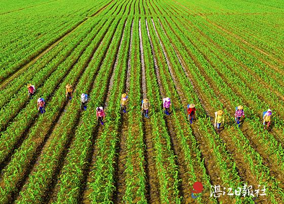 田间地头,随处可见农民抢抓农时的忙碌景象.