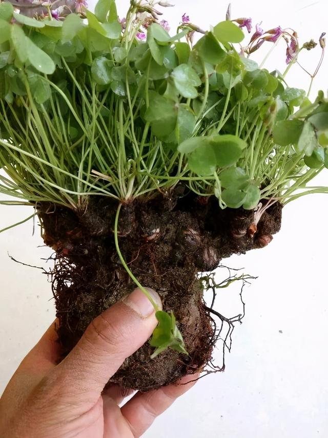 路边野草，种盆里变成值钱盆景，超好养还好看