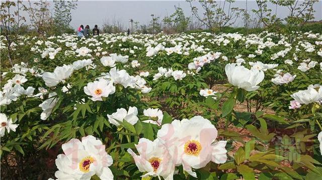 #全国党媒信息公共平台#灵宝市：油牡丹盛开，有风景更有“钱”景