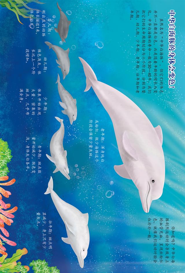 你的育儿经▲绘本 | 中华白海豚小科普