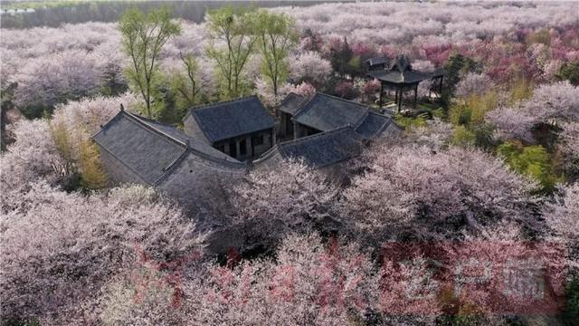 #世界那么大#鄢陵万余棵樱花争相绽放 如云似雪