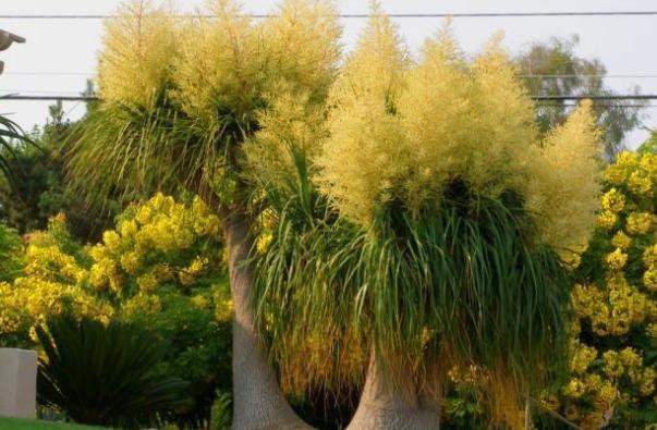 这5种观叶植物还能开花，很多人都不知道