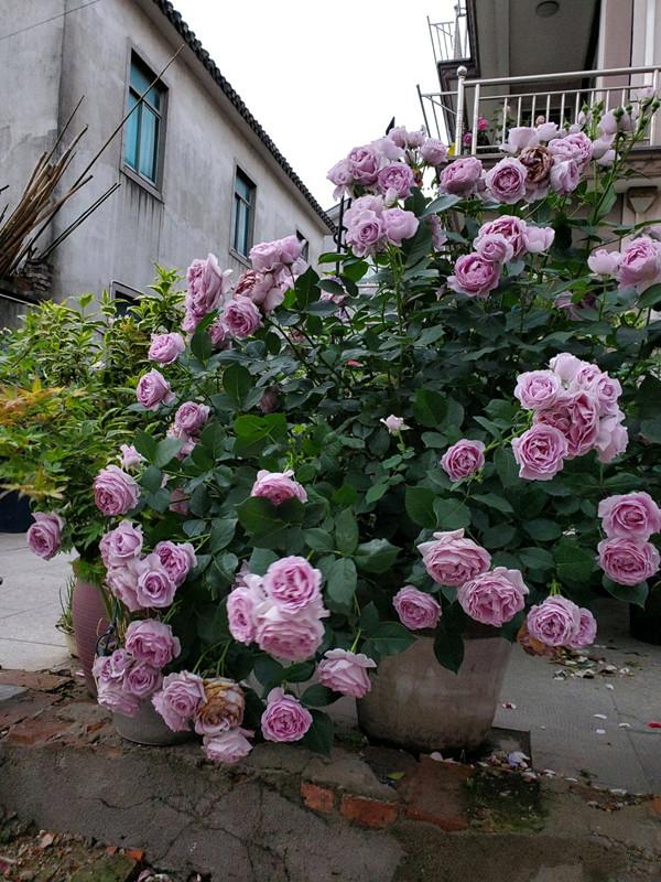 新手养月季，这款很合适，抗病能力强，丰花勤花，花开时满室飘香