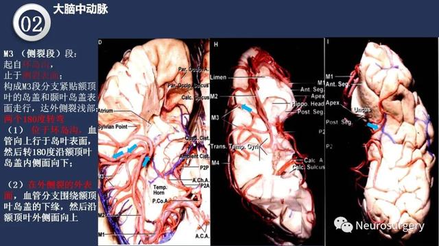 头颈动脉系统相关解剖