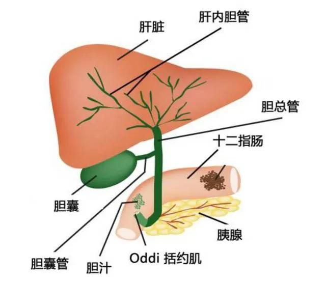 胆囊切除之后还会有胆汁吗？胆汁到底从哪里来，到哪里去？