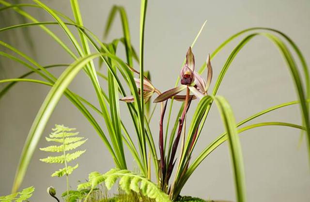 中国十大名花，寓意好观赏性强，很少人能养全