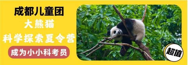 你的育儿经|2020夏令营丨造房子/探秘熊猫/昆虫科考/水中急救……最强小孩养成，一个夏天就够了