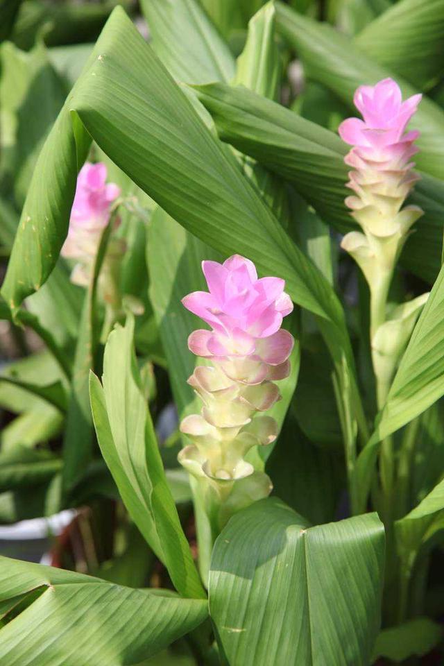 就是一块“姜”，生根发芽却开出了花，太像“荷花”了