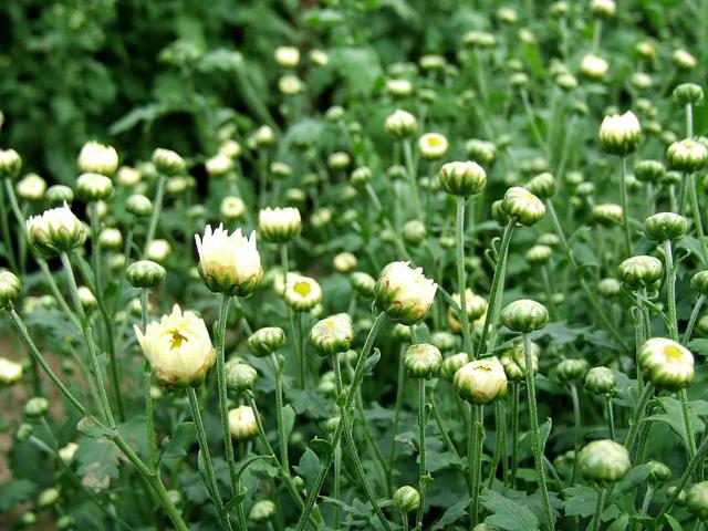 神农本草图经，薯蓣 菊花 甘草 人参 石斛 石龙芮