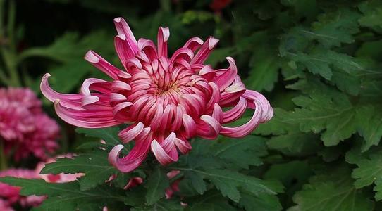 神农本草图经，薯蓣 菊花 甘草 人参 石斛 石龙芮