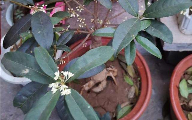 花盆里出现4种“症状”，花卉长不旺，难开花，需要尽早换盆