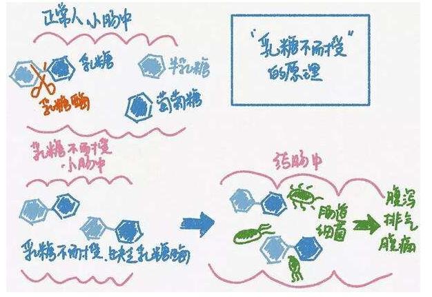 你的育儿经|儿童乳糖不耐受，需要什么样的益生菌？妈妈该如何进行护理？