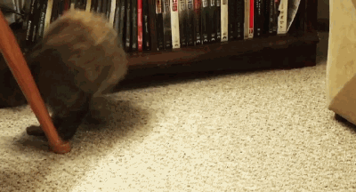 澎湃新闻|电影院关太久,美国人拿出的杀手锏是“猫”