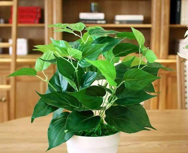 一到冬天绿萝就黄叶，怎么让叶子绿油油过冬？先做好这几点