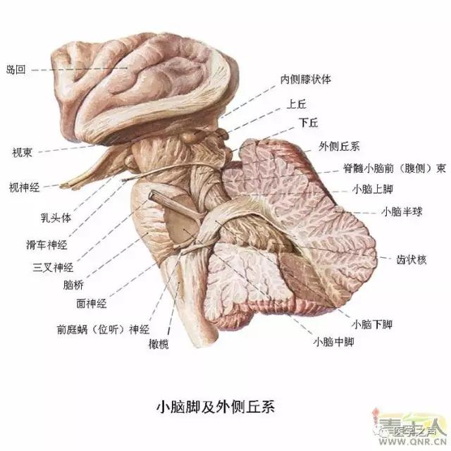 WoW，最全神经系统解剖图来了