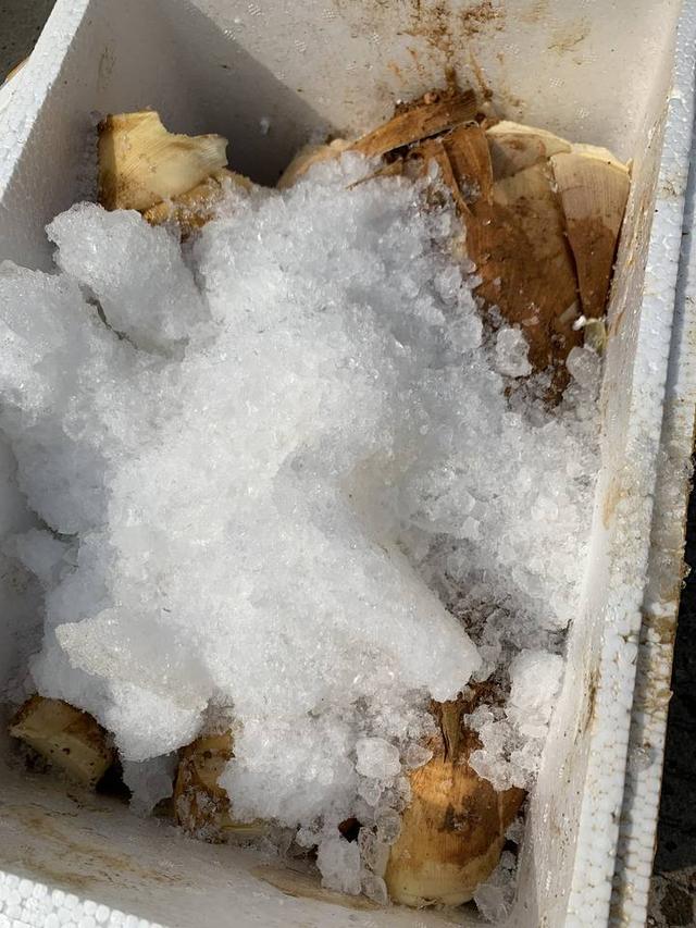 黄鱼|小柏菜｜去浙江山间，捕捉极品“山黄鱼”！那种鲜，才是春日限定美物