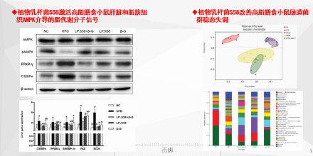 蛋糕|益生菌+蛋糕=“减肥蛋糕”？菌种研发老师：该说法不严谨