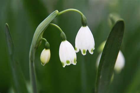 雪滴花怎么养，6种日常养护小妙招