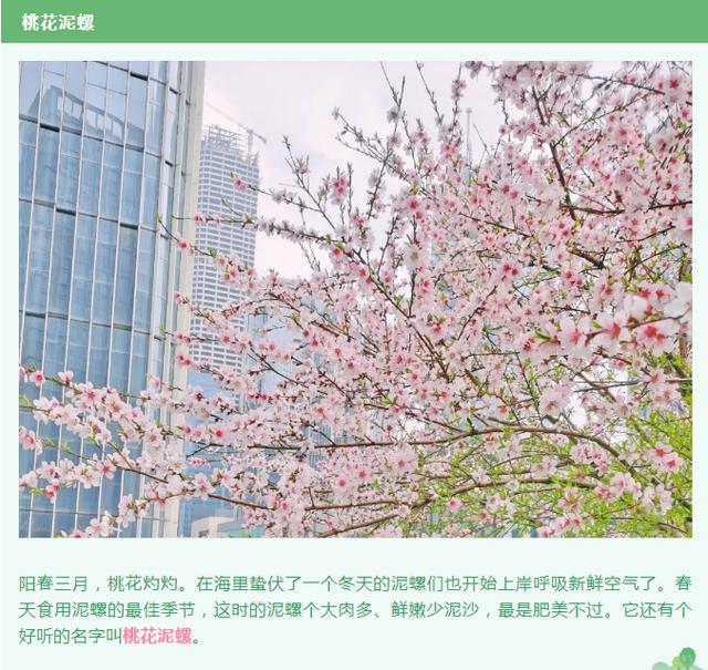 泥螺|桃花泥螺，来自大海的第一口“春天”