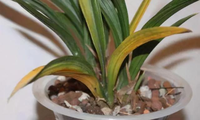 只要花卉黄叶就用硫酸亚铁？错！黄叶也分情况，合理使用才行