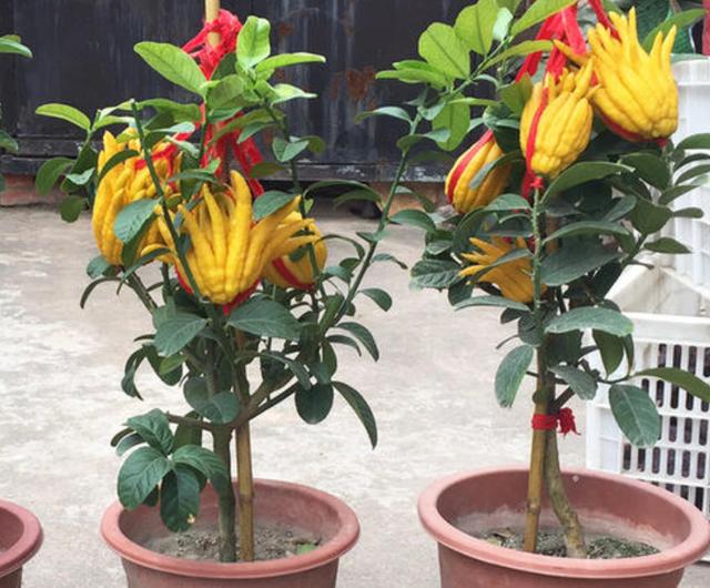 能开花也能结果，3种花养在家里，真不赖