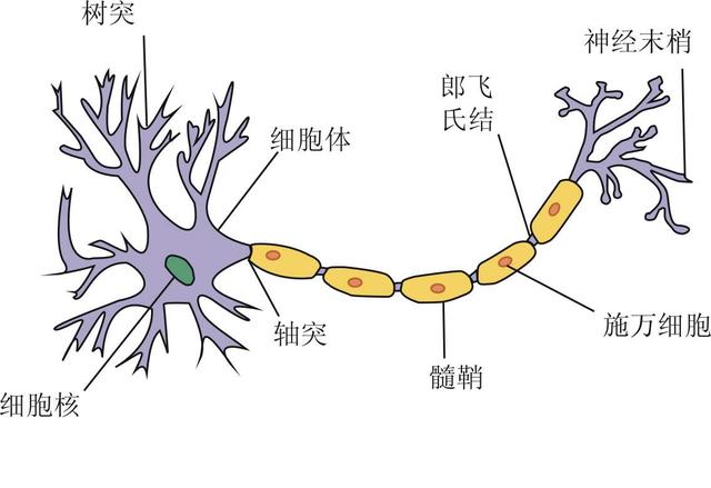 「你的育儿经」2岁认字背诗会更聪明？蒙特梭利：感官训练才是提升智力的关键