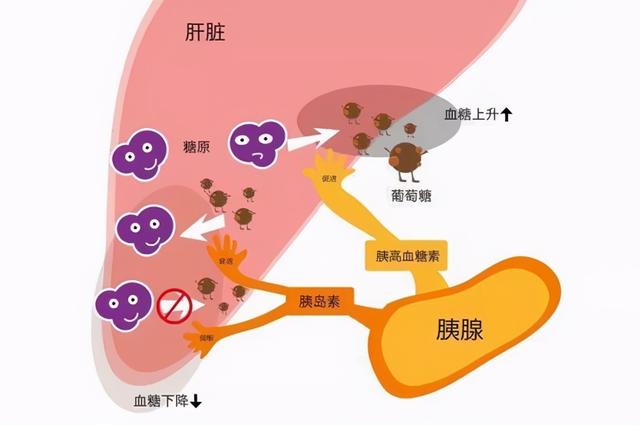 「居家1号饭」想把肝脏养好，要注意这几种营养元素的摄入