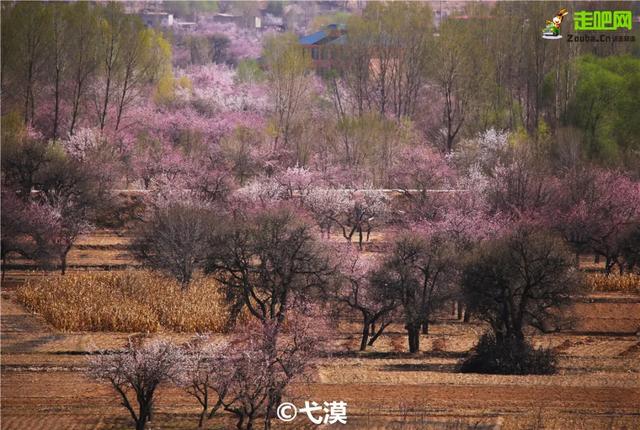 旅行百事通:甘肃有座小城,丹霞中的杏花村,被称为全国奇观!却少有游人