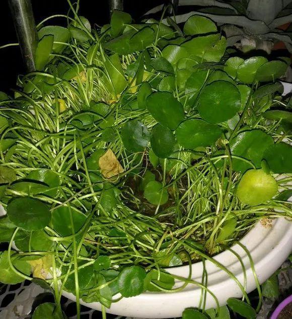 长寿花|这花就得饿着养，盆小水少，叶子越剪长得越旺！