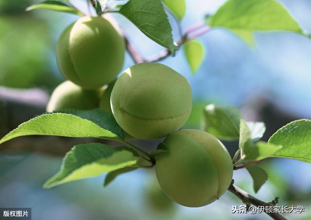 [你的育儿经]明天立夏 | 挂鸡蛋、称体重，立夏习俗讲给孩子听，涨知识！