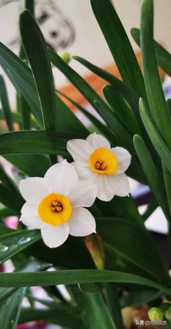 水仙花在冬天很火爆，盆里倒点水，种球放水里，花瓣开到春节