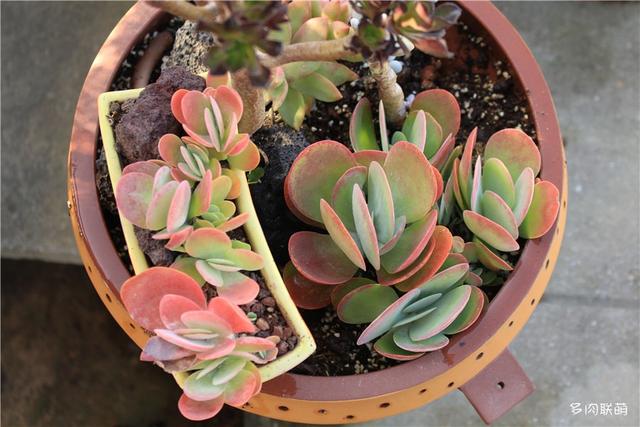 唐印，从绿得像菜，到红得真萌