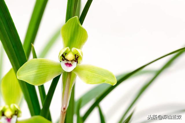 冬季兰花能翻盆吗？就看你这些细节注意到了没