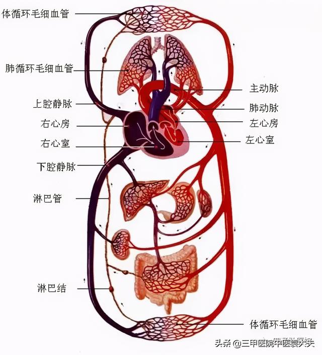 迈入中医之门第80篇：中医视角解读“肝病论治”