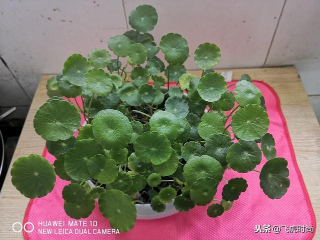 四类盆栽不要让它开花，有花把它剪掉，要不然难长好