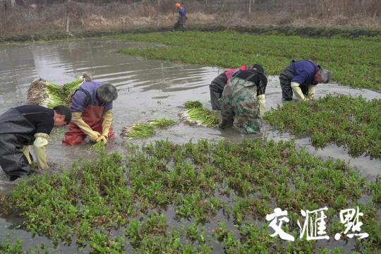 水芹|开启舌尖上的年味 无锡玉祁水芹正式上市