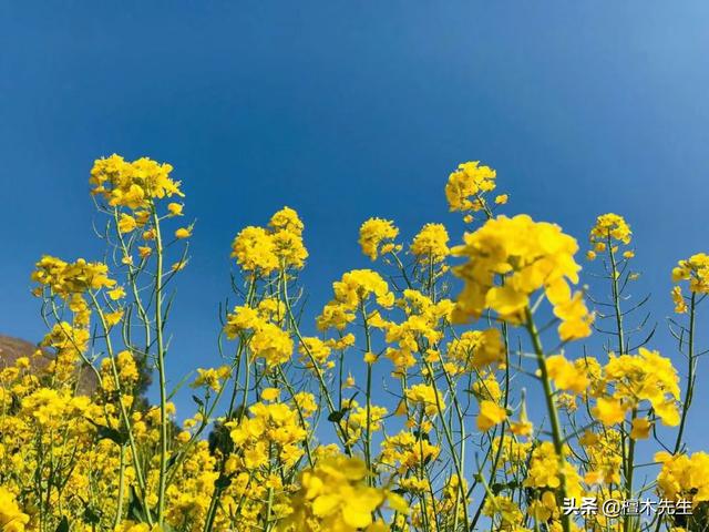 #旅行柚子君#美翻了,金黄的油菜花海,好似一幅色彩斑斓的画卷!