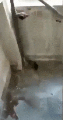 搞笑gif:妹子,用报纸当裤子,竟然毫无违和感