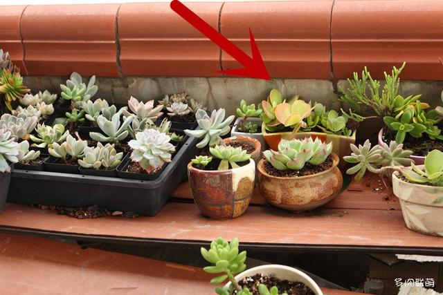 唐印，从绿得像菜，到红得真萌