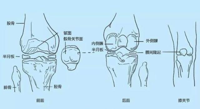 上下楼、蹲起就膝盖疼，走平路没事，是怎么了？骨科主任给您支招