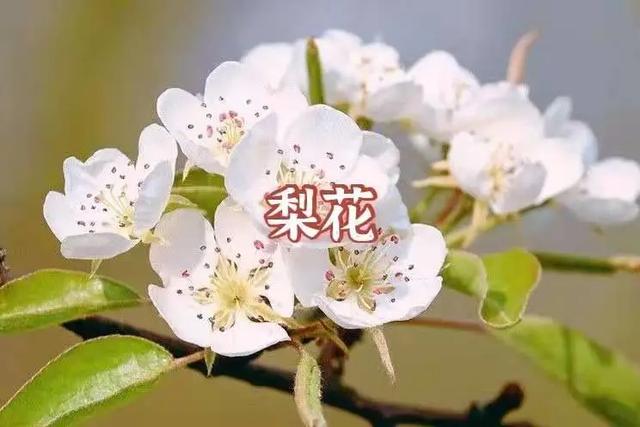 答案|春天来啦！我宣布：上海人“花痴”等级考开始！全答对算侬结棍