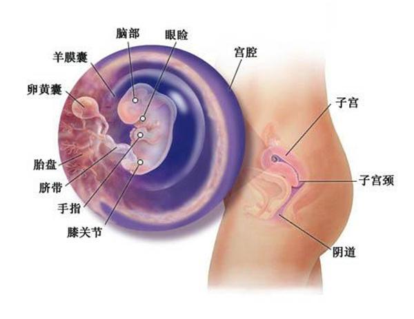 你的育儿经：妈妈分娩时宝宝在干什么？暖哭！你真的不是一个人在战斗！