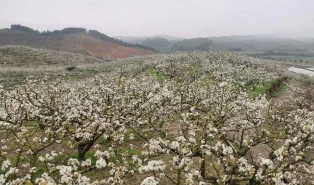 趣旅游■中国绿都 最氧三明 | 掬一捧春色,赏建宁桃红梨白……