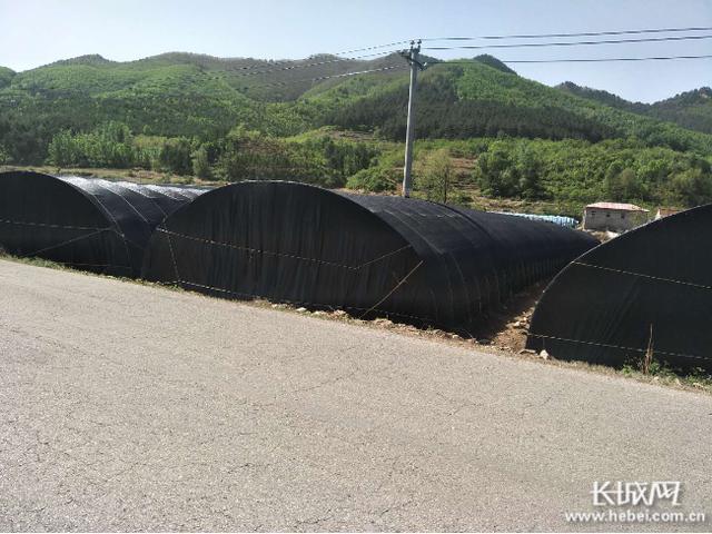 正在建设中的香菇大棚 杜培森 摄