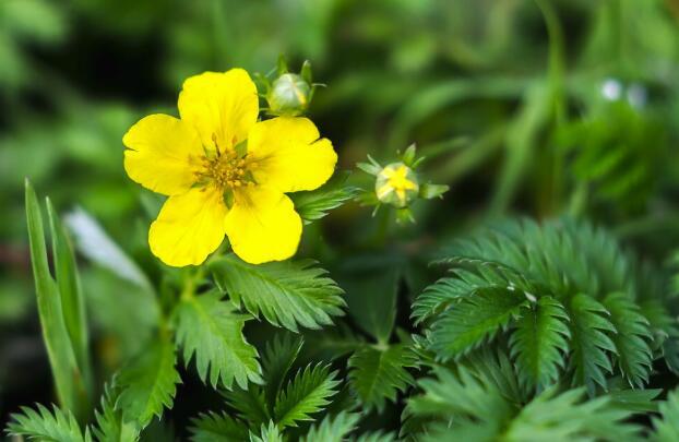 蔬菜|喂猪的4种野菜，如今成了养生菜，老人多吃更长寿