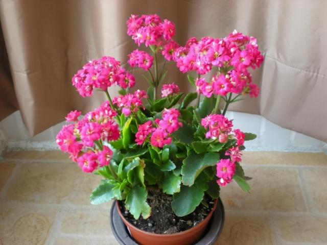 常常被低估的“四种花”，花期长达“小半年”，养一盆抵过10盆