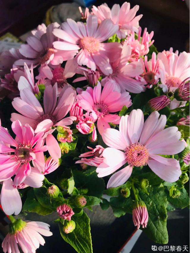逛花市去捡漏，买了一堆长寿花，拿回来竟然全活了