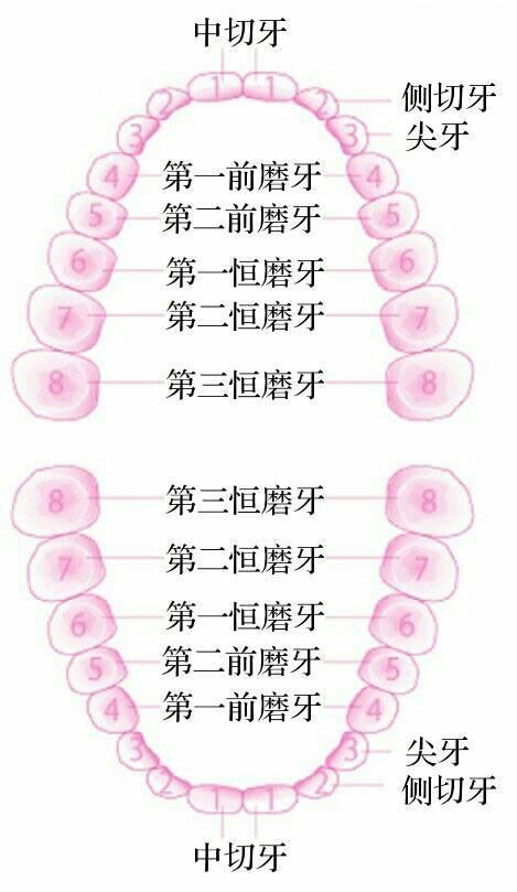 [超级宝妈]恒牙，你了解多少？
